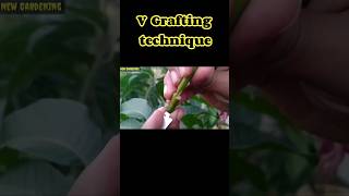 grafting technique|mango|#shorts #gardening #grafting #graftingtechniques