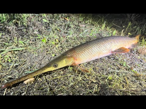 埼玉の用水路を泳いでたアリゲーターガー捕獲して食べてみた