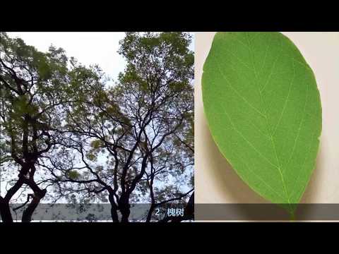 常见绿化植物，常见街道树木名称