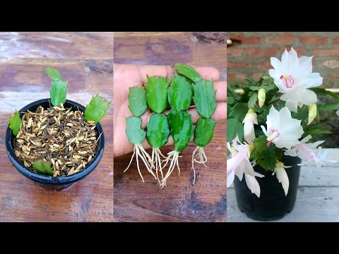 Rice husk for growing plants from cuttings | How to grow christmas cactus plant | Christmas cactus