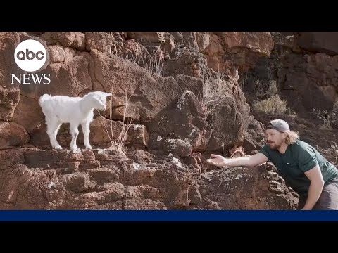 Baby goat rescued after being stranded for days on a cliff in Hawaii