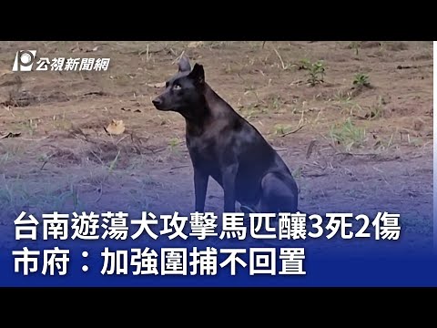 台南遊蕩犬攻擊馬匹釀3死2傷 市府：加強圍捕不回置｜20241115 公視晚間新聞