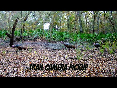 Florida Trail Camera Adventures 10