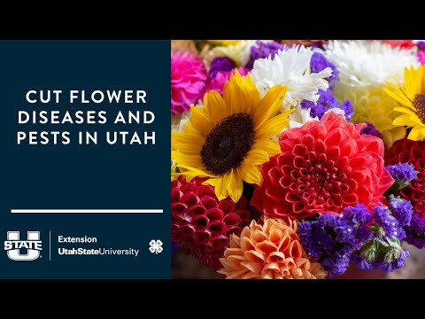 Cut Flower Diseases and Pests in Utah