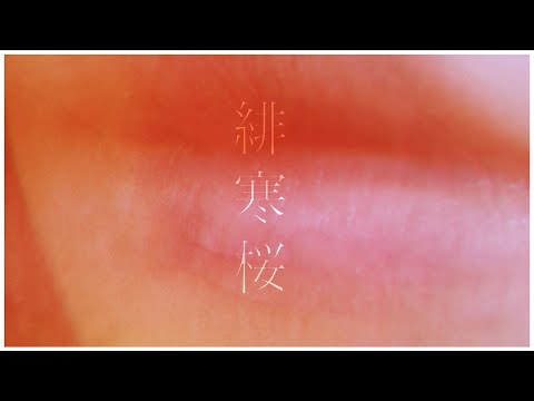 れん - 緋寒桜 (Lyric Video)