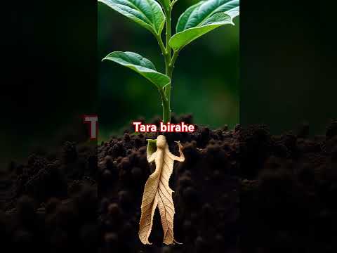 ginseng [topic] # [topic] # # allegorical symbol #artistic creation[topic]# #ARTDANCE[topic]#￼