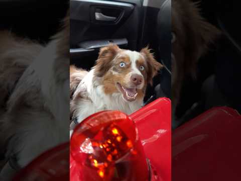 When your dog is a fire truck #dog #funny #australianshepherd