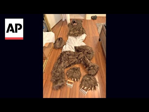 'Bear' that damaged cars was actually a person in a costume, insurers say