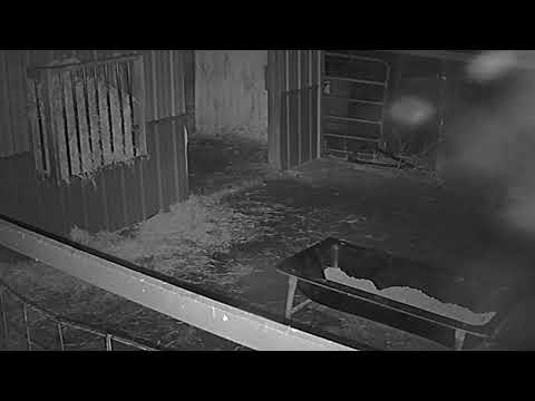 ReindeerCam Live Stream