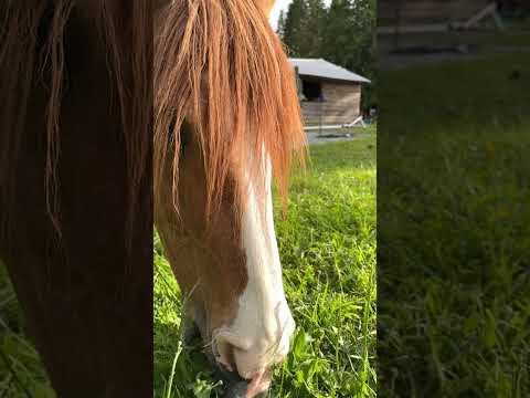 THE BEST SLO-MO ASMR! Our Horse Munching Grass #asmr #viral #horses