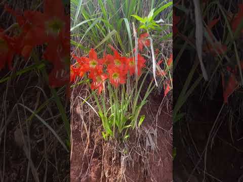 Accidentally saw a beautiful wildflower growing on the roadside #plants