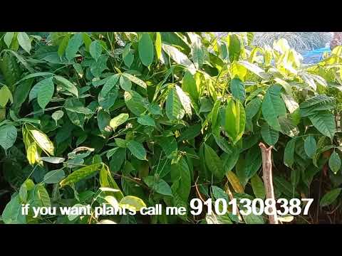 Mahogany  tree farming // Mahogany plant Very lowest prices // if want Call 9101308387