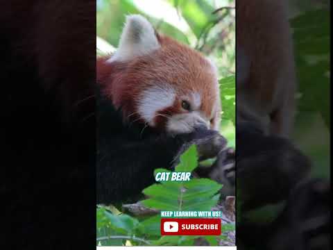 SO CUTE! 😍Red panda nicknames! #redpanda #animalfacts #youtubeforkids# shortsforkids  #educational