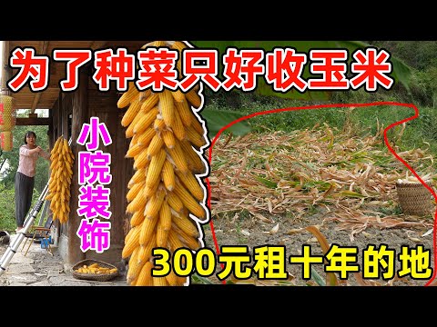 原本打算花4000元租地种菜，结果别人不租了，只好把玉米丰收了种菜吃，在农村还有300元租十年的土地