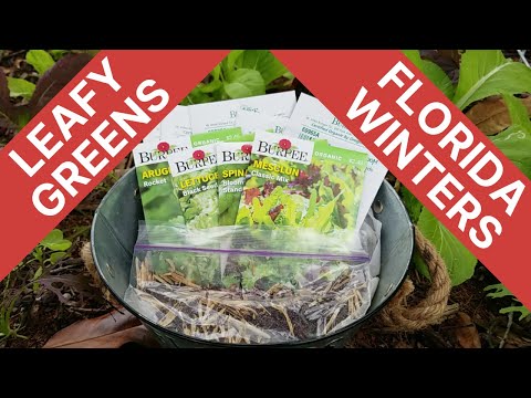 Top 10 Favorite Leafy Greens for Winter