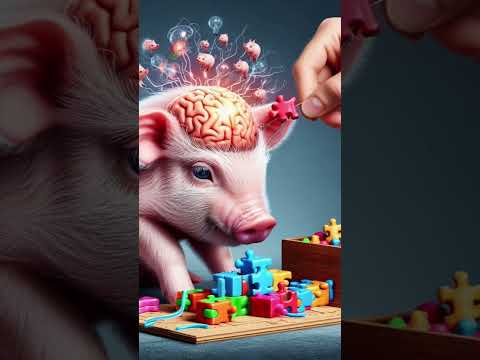 Cognitive Curiosities: Unlocking the Secrets of Pig Minds#PigIntelligence#SmartSwine#CleverPigs