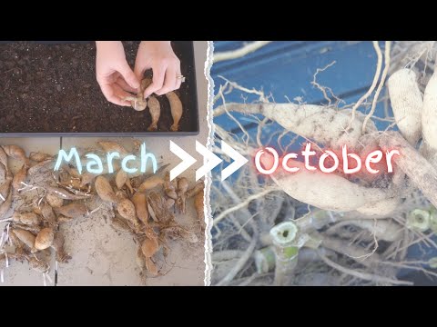 Digging and Storing Dahlia Tubers | Leafy Gall Sadness