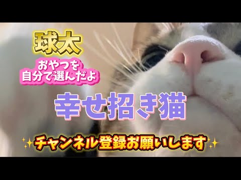 こんなに沢山お話しを聴いてくれる#cats #shorts #球太