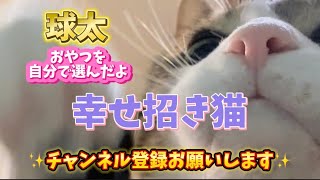 【幸せ招き猫】猫とお話し