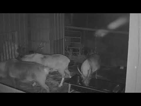 ReindeerCam Live Stream