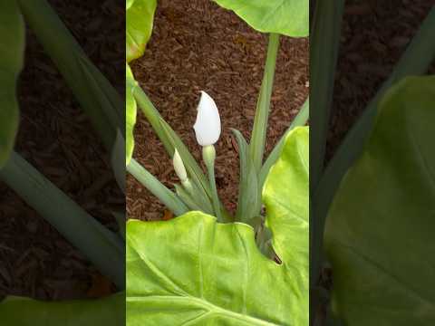 Van Go Plant Update July 24 Outside once again. #elephantear #plant #homestead #shorts #fyp