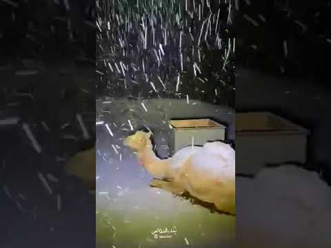 サウジアラビアで雪　気候温暖化説はどこへ？