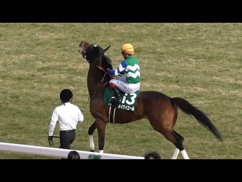 【京都牝馬S 2024】返し馬を嫌がるメイケイエール 池添謙一【現地】