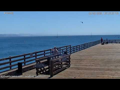 Pelican Pictures - 805 Webcams at Port San Luis