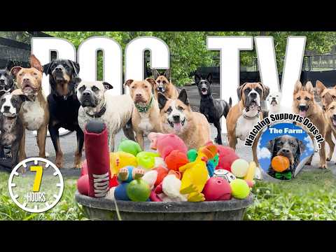 Videos for Dogs to Watch 🐶 Dog TV: Daycare Entertainment for Your Dog to Reduce Stress & Anxiety