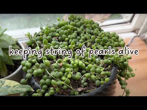 How to Keep String of Pearls Alive