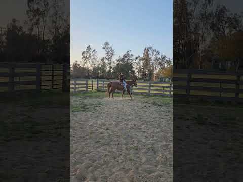 First time cowboy,  I can't believe he's never been on a horse by himself #horse #cowboy #fun