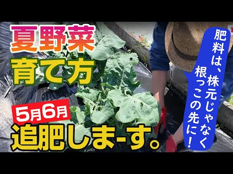 【夏野菜栽培5月6月】追肥のやり方、タイミング＆場所