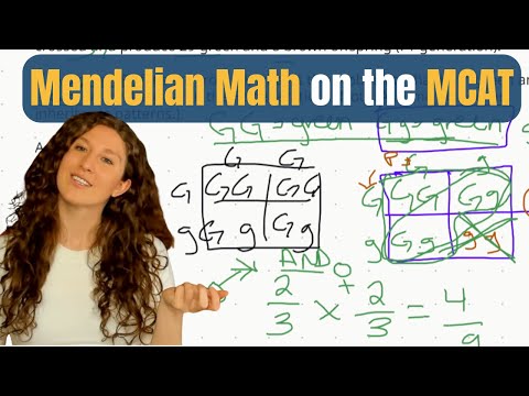 MCAT Biology: How to Solve Mendelian Genetics MCAT Questions