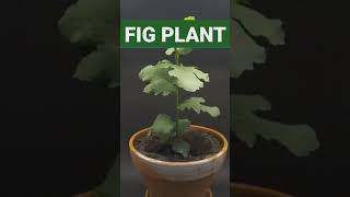 DIY GROWING FIG #growingfruitsincontainers #diyplanting #growingplants #growingvegetables