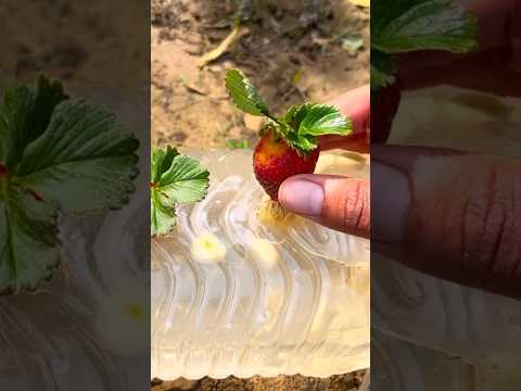 Wow strawberry plants🍓🍓🍓 #trendingshorts #howtomakefruitjuice #recommended