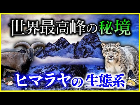 【ゆっくり解説】世界最高峰の生態系…「ヒマラヤ」に生息する希少な生物10選を解説