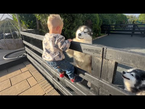 Adorable Baby Boy Tries To Help Dogs Escape! (Cutest Ever!!)