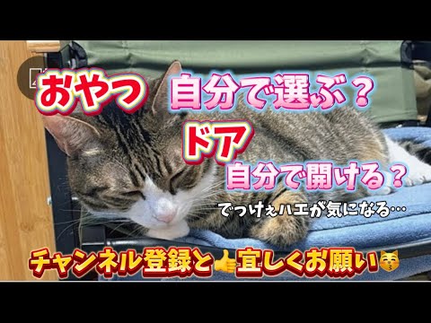 ドS猫の球太 おやつを自分で選ぶ猫✨