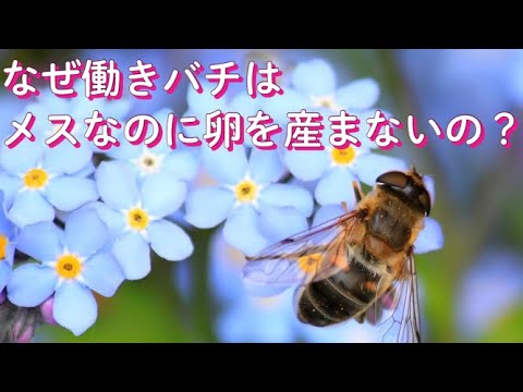 なぜ働きバチはメスなのに卵を産まないの？