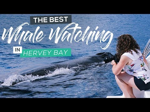 Best Eco-Friendly Whale Watching Tour in Hervey Bay