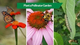 How to Plant a Pollinator Garden