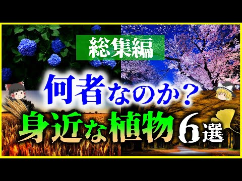 【ゆっくり解説】【総集編】何者なのか？身近な植物6選を解説/紫陽花、桜、小麦、イチョウ他【作業用】【睡眠用】