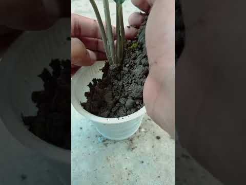 aglaonema plant 1 year transformation.#diy #shortvideo