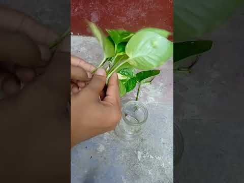 How to propagate money plant in water.#shorts