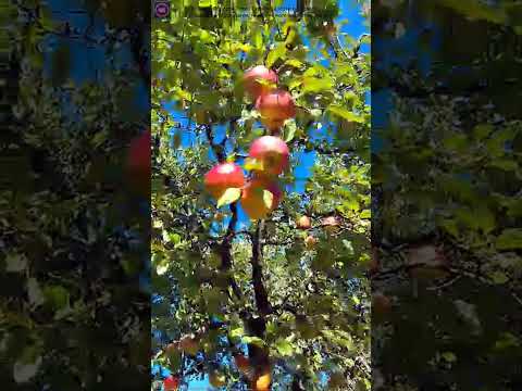 🌳 An Old Apple Tree 🍏 | Exploring a Historic Orchard 🍂