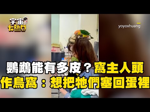 鸚鵡能有多皮？窩主人頭上特製鳥窩：想把牠們塞回蛋裡