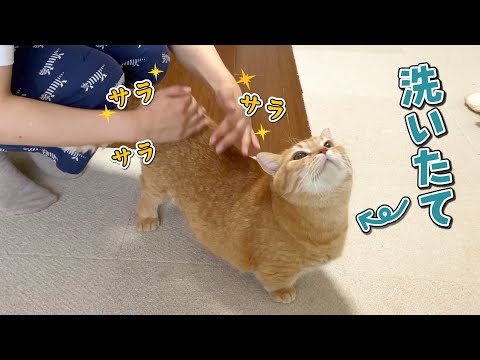 シャンプー後の愛猫をサラサラしたら幸せと抜け毛が舞い踊りました！