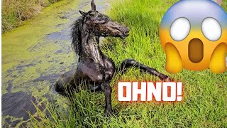 Horse in the ditch!! What happened?? Belle's ditch adventure😱| Friesian Horses