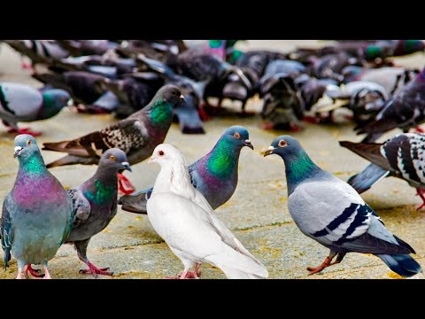 Which color of pigeons would you like /pigeon lover /best pigeon video