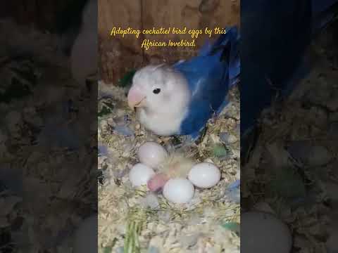 Adopted Cockatiel Bird egg by African Lovebird